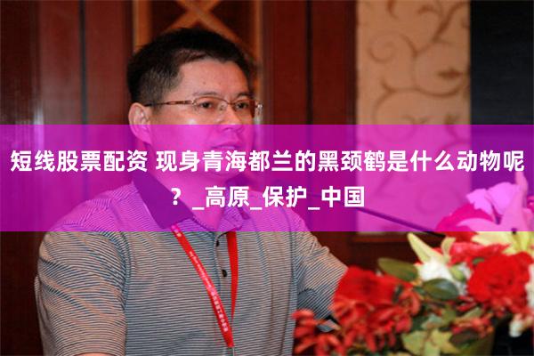 短线股票配资 现身青海都兰的黑颈鹤是什么动物呢？_高原_保护_中国